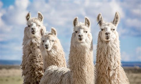 do llamas like music that mimics nature sounds